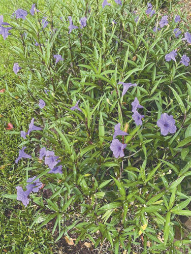 Garden Club of Cape Coral | Alternatives for invasive species in your garden